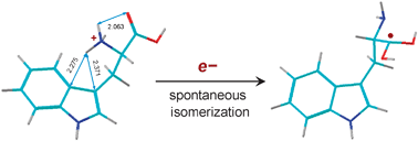 Graphical abstract: Mass-spectrometric and computational study of tryptophan radicals (Trp + H)˙ produced by collisional electron transfer to protonated tryptophan in the gas phase