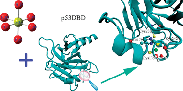 Graphical abstract: Predicting the coordination geometry for Mg2+ in the p53 DNA-binding domain: insights from computational studies
