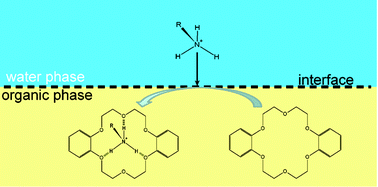 Graphical abstract: Electrochemical study of dopamine and noradrenaline at the water/1,6-dichlorohexane interface