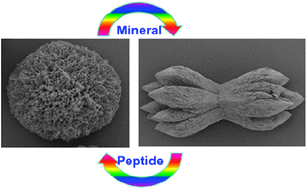 Graphical abstract: BaCO3 mesocrystals: new morphologies using peptide–polymer conjugates as crystallization modifiers