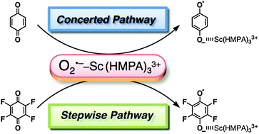 Graphical abstract: Stepwise vs. concerted pathways in scandium ion-coupled electron transfer from superoxide ion to p-benzoquinone derivatives