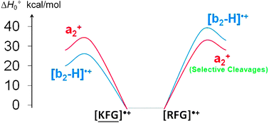 Graphical abstract: Effect of the N-terminal basic residue on facile Cα–C bond cleavages of aromatic-containing peptide radical cations