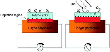 Graphical abstract: UV and visible light controllable depletion zone of ZnO-polyaniline p–n junction and its application in a photoresponsive sensor