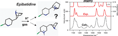 Graphical abstract: Structural features and protonation site of epibatidine in the gas phase: an investigation through infrared multiphoton dissociation spectroscopy and computational chemistry