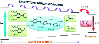 Graphical abstract: Excitation energy migration in oligo(p-phenylenevinylene) based organogels: structure-property relationship and FRET efficiency