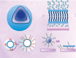 Graphical abstract: Functional liposomes and supported lipid bilayers: towards the complexity of biological archetypes
