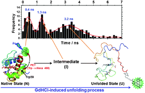 Graphical abstract: Unfolding dynamics of cytochrome c revealed by single-molecule and ensemble-averaged spectroscopy