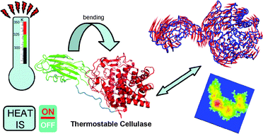 Graphical abstract: High temperatures enhance cooperative motions between CBM and catalytic domains of a thermostable cellulase: mechanism insights from essential dynamics