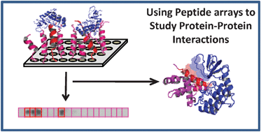 Graphical abstract: Studying protein–protein interactions using peptide arrays