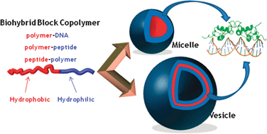 Graphical abstract: Biohybrid block copolymers: towards functional micelles and vesicles