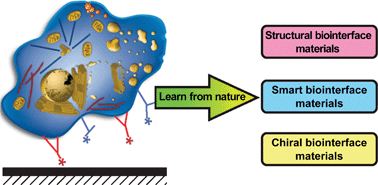 Graphical abstract: Functional biointerface materials inspired from nature