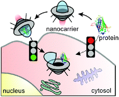 Graphical abstract: Tailoring nanocarriers for intracellular protein delivery