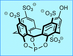 Graphical abstract: A water-soluble phosphite derived from sulfonated calix[4]arene. The remarkable stability of its rhodium complexes and two phase hydroformylation studies