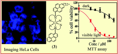 Graphical abstract: Cobalt(ii) complexes of terpyridine bases as photochemotherapeutic agents showing cellular uptake and photocytotoxicity in visible light