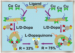 Graphical abstract: A new chiral, poly-imidazole N8-ligand and the related di- and tri-copper(ii) complexes: synthesis, theoretical modelling, spectroscopic properties, and biomimetic stereoselective oxidations