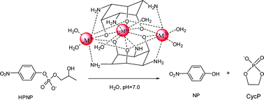 Graphical abstract: Trinuclear rare earth metal complexes based on 1,3,5-triamino-1,3,5-trideoxy-cis inositol as catalysts for the hydrolysis of phosphodiesters