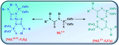 Graphical abstract: Intramolecular hydrogen bonding controls 1,3-N,S- vs. 1,5-S,S′-coordination in NiII complexes of N-thiophosphorylated thioureas RNHC(S)NHP(S)(OiPr)2