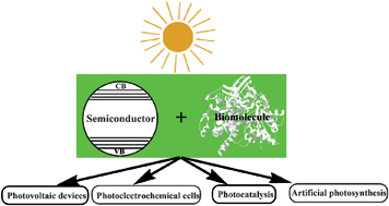 Graphical abstract: Semiconductor/biomolecular composites for solar energy applications
