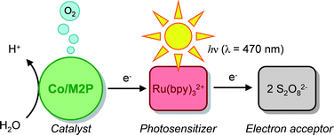 Graphical abstract: Photochemical water oxidation with visible light using a cobalt containing catalyst