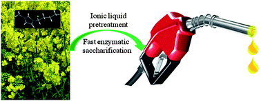 Graphical abstract: Advances on biomass pretreatment using ionic liquids: An overview