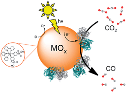 Graphical abstract: CO2 photoreduction at enzyme-modified metal oxide nanoparticles
