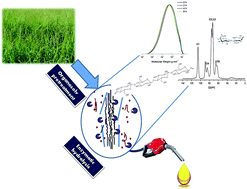 Graphical abstract: Enzymatic hydrolysis of organosolv Kanlow switchgrass and its impact on cellulose crystallinity and degree of polymerization
