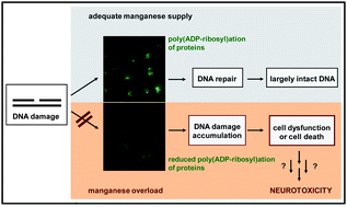 Graphical abstract: Manganese inhibits poly(ADP-ribosyl)ation in human cells: a possible mechanism behind manganese-induced toxicity?