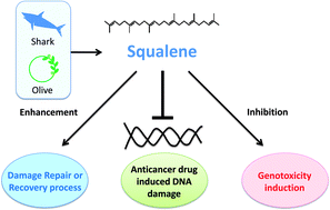 Graphical abstract: Modulation of doxorubicin-induced genotoxicity by squalene in Balb/c mice