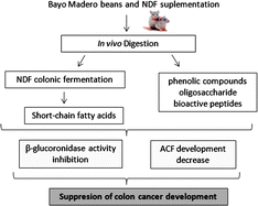 Graphical abstract: Non-digestible fraction of cooked bean (Phaseolus vulgaris L.) cultivar Bayo Madero suppresses colonic aberrant crypt foci in azoxymethane-induced rats