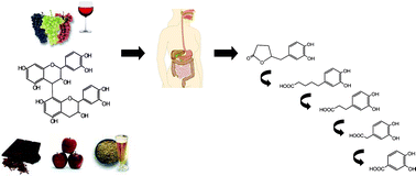 Graphical abstract: Insights into the metabolism and microbial biotransformation of dietary flavan-3-ols and the bioactivity of their metabolites