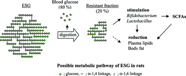 Graphical abstract: Metabolic fate of orally administered enzymatically synthesized glycogen in rats