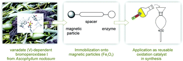 Graphical abstract: Vanadate(v)-dependent bromoperoxidase immobilized on magnetic beads as reusable catalyst for oxidative bromination