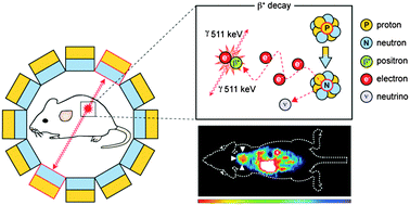 Graphical abstract: Imaging the life and death of tumors in living subjects: Preclinical PET imaging of proliferation and apoptosis