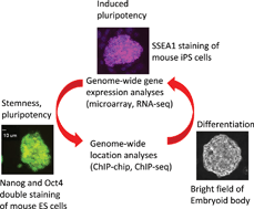 Graphical abstract: Integrative genome-wide approaches in embryonic stem cell research