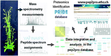 Graphical abstract: pep2pro: a new tool for comprehensive proteome data analysis to reveal information about organ-specific proteomes in Arabidopsis thaliana