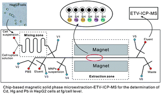 Graphical abstract: Magnetic solid phase microextraction on a microchip combined with electrothermal vaporization-inductively coupled plasma mass spectrometry for determination of Cd, Hg and Pb in cells