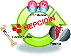 Graphical abstract: Analysis of hepcidin, a key peptide for Fe homeostasis, via sulfur detection by capillary liquid chromatography-inductively coupled plasma mass spectrometry
