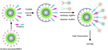 Graphical abstract: Ultrasensitive, selective and simultaneous detection of cytochrome c and insulin based on immunoassay and aptamer-based bioassay in combination with Au/Ag nanoparticle tagging and ICP-MS detection