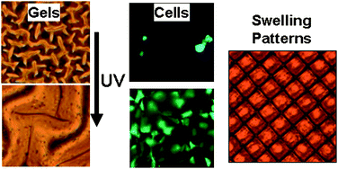 Graphical abstract: Photocleavable side groups to spatially alter hydrogel properties and cellular interactions