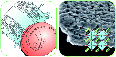 Graphical abstract: Bio-inspired nanofabrication of barium titanate