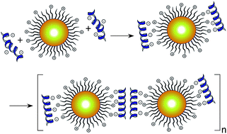 Graphical abstract: Gold nanoparticle self-assembly promoted by a non-covalent, charge-complemented coiled-coil peptide