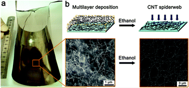 Graphical abstract: Large area, highly transparent carbon nanotube spiderwebs for energy harvesting