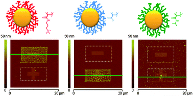 Graphical abstract: Control of the catalytic properties and directed assembly on surfaces of MADIX/RAFT polymer-coated gold nanoparticles by tuning polymeric shell charge