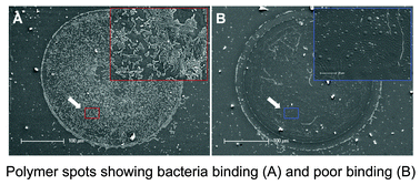 Graphical abstract: Colonising new frontiers—microarrays reveal biofilm modulating polymers