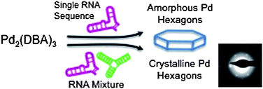 Graphical abstract: Cooperativity between two selected RNA Pdases in the synthesis of Pd nanoparticles