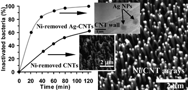 Graphical abstract: Silver nanoparticles within vertically aligned multi-wall carbon nanotubes with open tips for antibacterial purposes