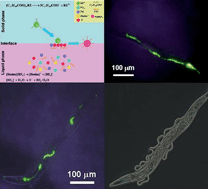 Graphical abstract: Controllable synthesis of NaYF4 : Yb,Er upconversion nanophosphors and their application to in vivo imaging of Caenorhabditis elegans