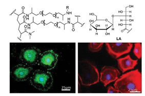Graphical abstract: Sugar functionalised PEGA surfaces support metabolically active hepatocytes