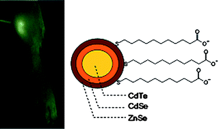 Graphical abstract: The one-pot synthesis of core/shell/shell CdTe/CdSe/ZnSe quantum dots in aqueous media for in vivo deep tissue imaging