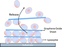 Graphical abstract: Self-assembly of multilayered functional films based on graphene oxide sheets for controlled release